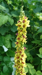 Verbascum chaixii