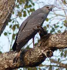 Geranospiza caerulescens