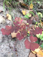 Oxalis stricta rufa