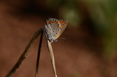 Lycaena thersamon