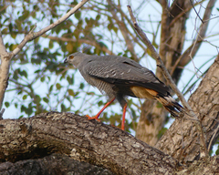 Geranospiza caerulescens