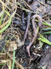 Lumbricus terrestris