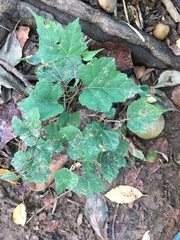 Ampelopsis glandulosa