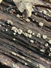 Xylobolus frustulatus