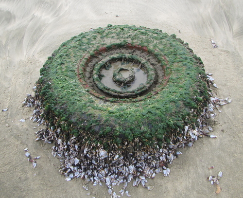 photo of Pelagic Gooseneck Barnacle (Lepas anatifera)