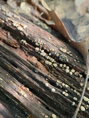 Xylobolus frustulatus