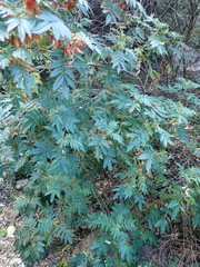 Melianthus comosus