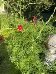 Ipomoea quamoclit