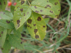 Diplocarpon rosae