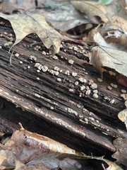 Xylobolus frustulatus