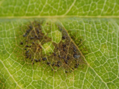Diplocarpon rosae