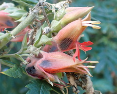 Melianthus comosus