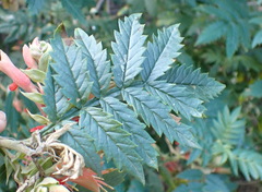 Melianthus comosus