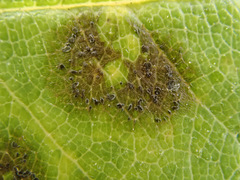 Diplocarpon rosae