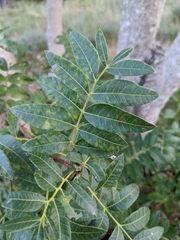 Pistacia × saportae