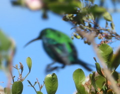 Nectarinia famosa famosa