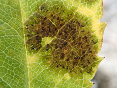 Diplocarpon rosae