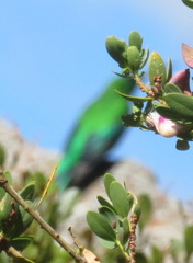 Nectarinia famosa famosa