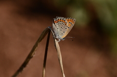 Lycaena thersamon
