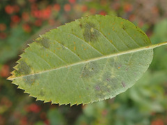 Diplocarpon rosae