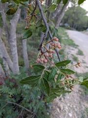 Pistacia × saportae