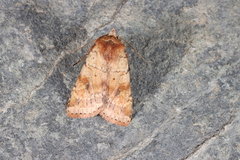 Diarsia mendica