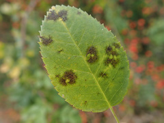 Diplocarpon rosae