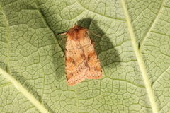 Diarsia mendica