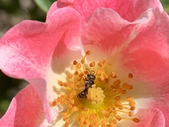 Halictus tripartitus