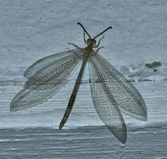 Brachynemurus versutus