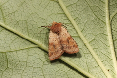 Diarsia mendica