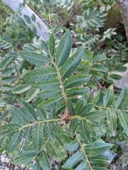 Pistacia × saportae