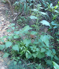 Urtica urens