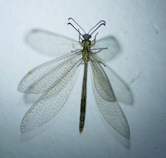 Brachynemurus versutus