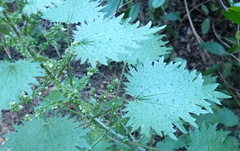 Urtica urens