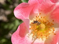 Halictus tripartitus