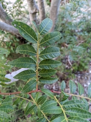 Pistacia × saportae