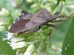 Piezogaster calcarator