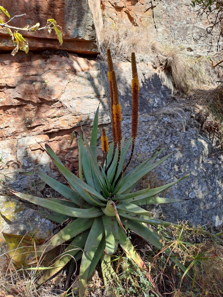 Lebombo Aloe