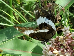 Limenitis arthemis arthemis