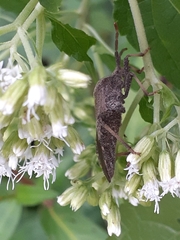 Piezogaster calcarator