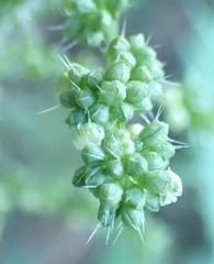Urtica urens