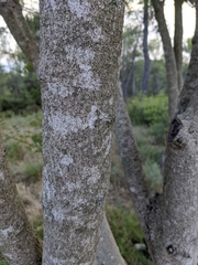 Pistacia × saportae