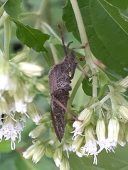 Piezogaster calcarator