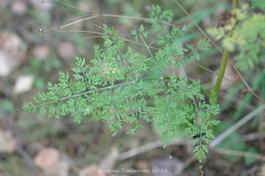 Selinum carvifolia
