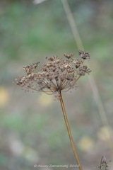 Selinum carvifolia