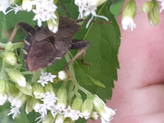 Piezogaster calcarator