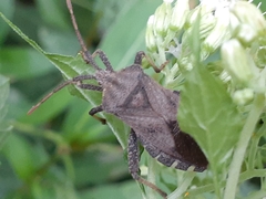 Piezogaster calcarator