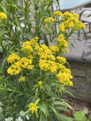 Solidago riddellii