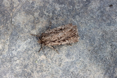 Dichagyris signifera